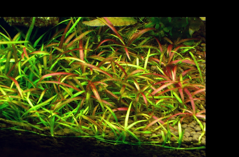 Cây thủy sinh - Cỏ đỏ